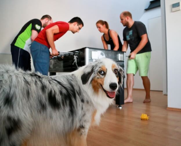 Kinsta-Team spielt Fußball mit Hund Daisy